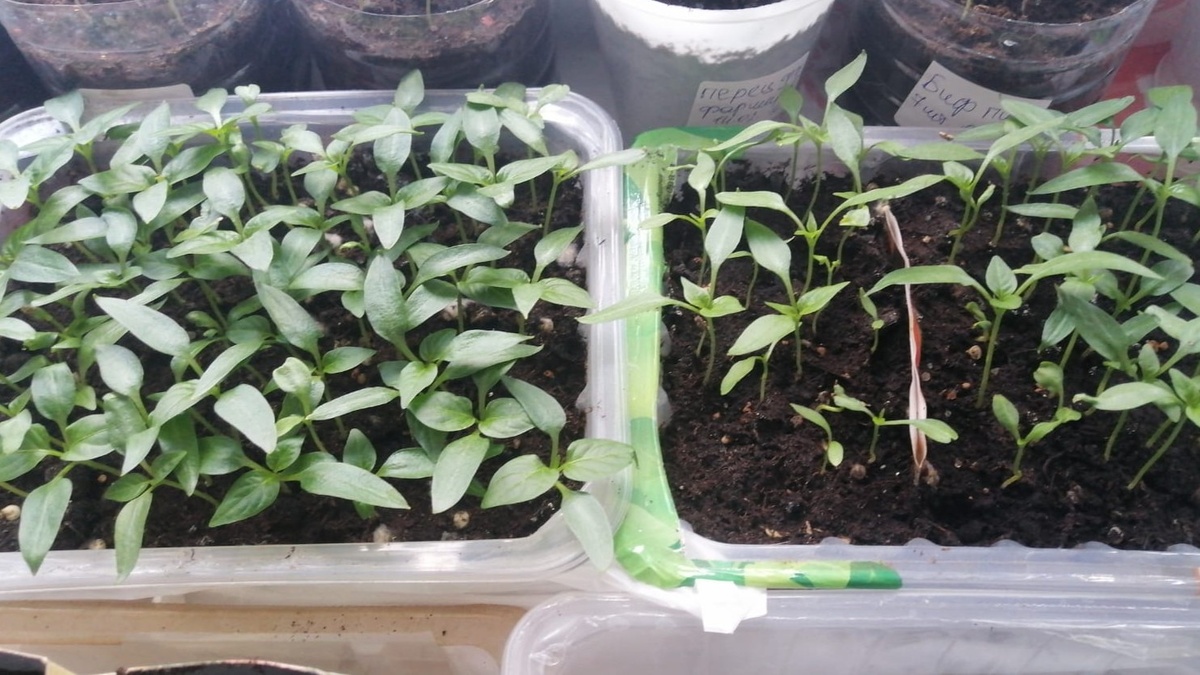 Вот на этой стадии — 5-6 настоящих листьев — провожу первую подкормку