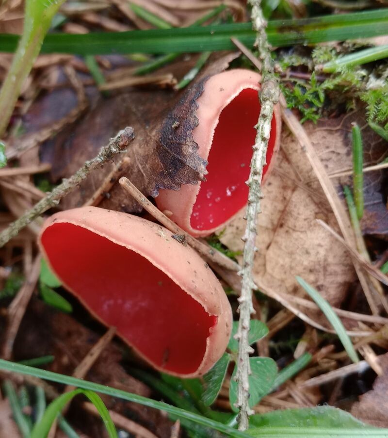 Красная дуля.