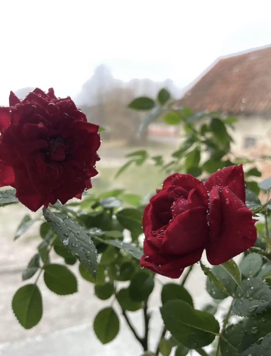 Комнатная Роза 🌹 куплена в строительном магазине. Либо Бауцентр, либо ЛеманаПро 