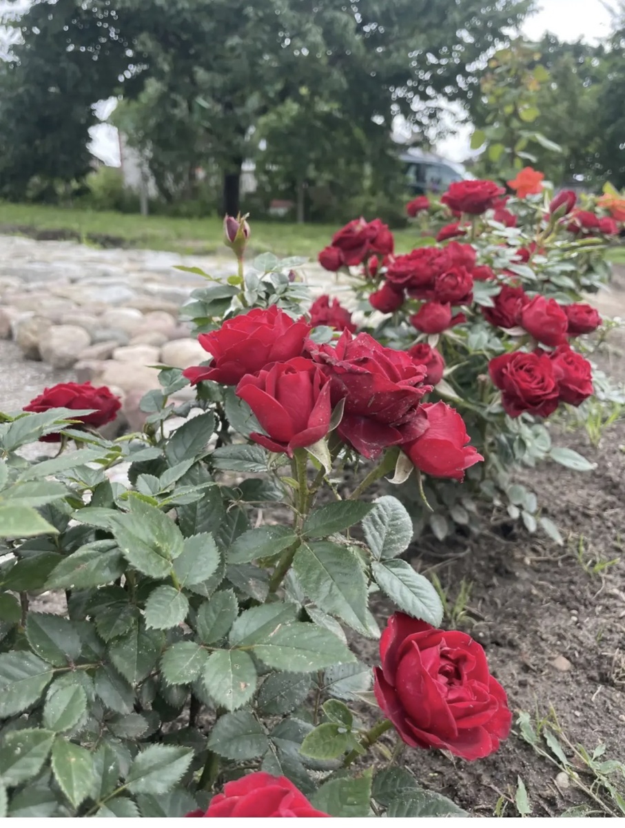 Расцвела в грунте. И цвела все лето.