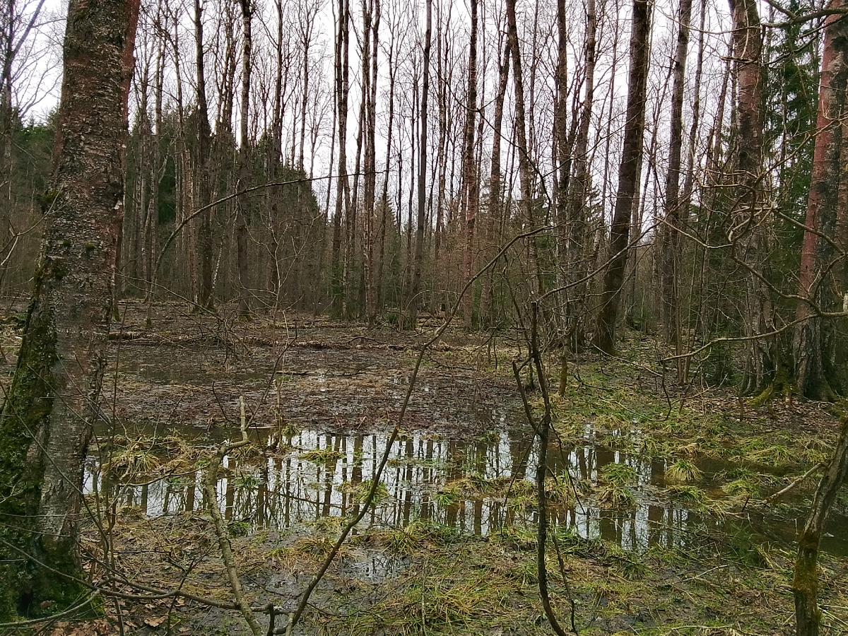 Апрельский лес, место где мало деревьев