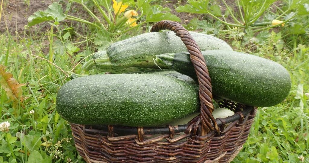 12 неприхотливых культур для дачника выходного дня