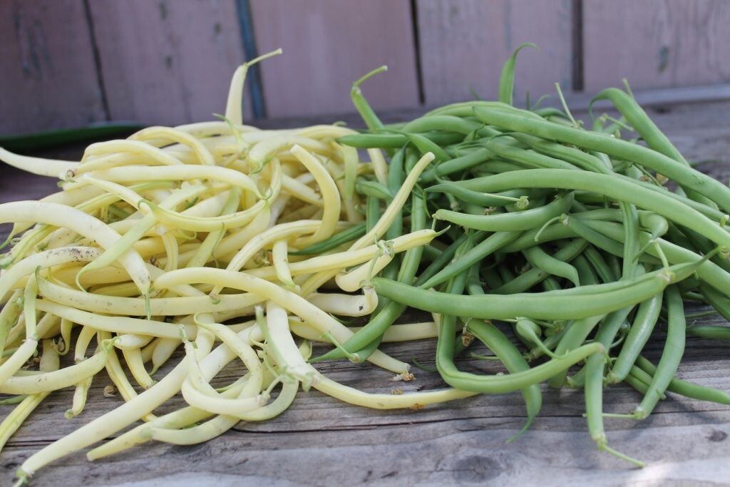 Спаржевая фасоль 