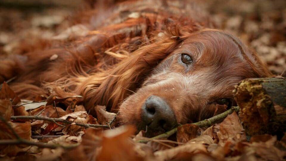 В Италии разрешили брать отпуск ради питомцев