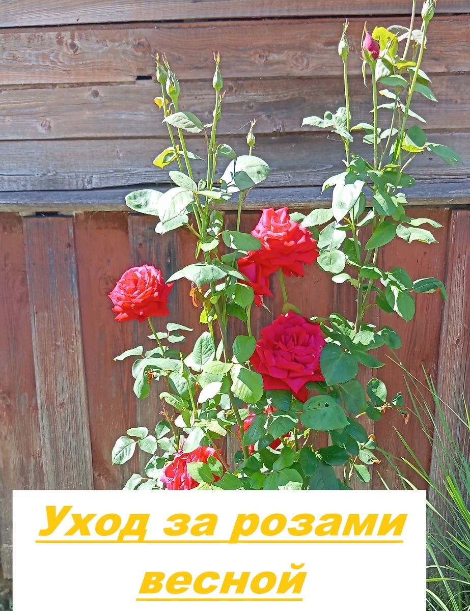 Одна из моих красавиц