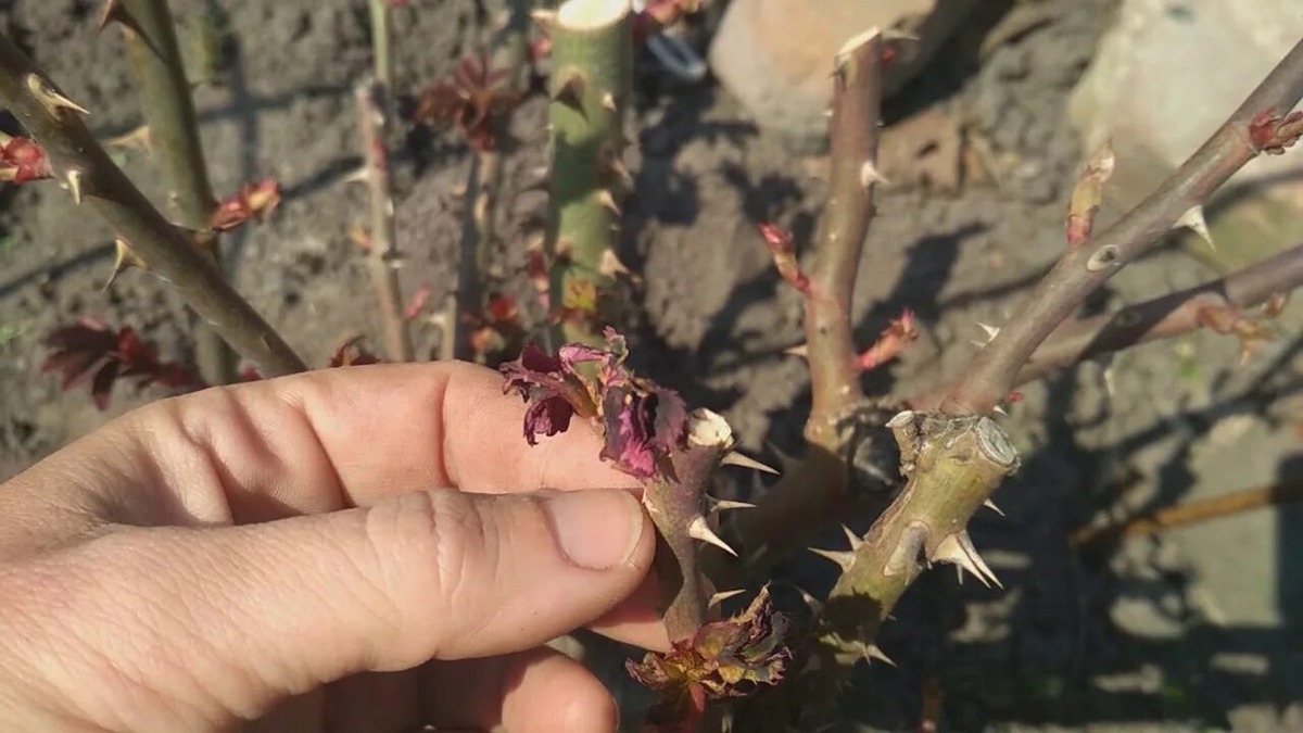 Результат действия ночных заморозков на молодой побег