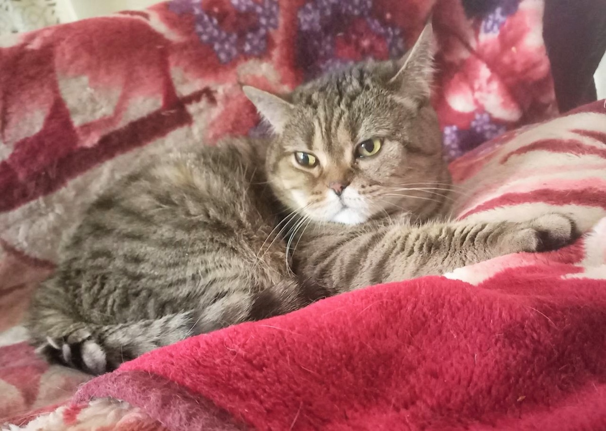 На кошечку наговаривают)