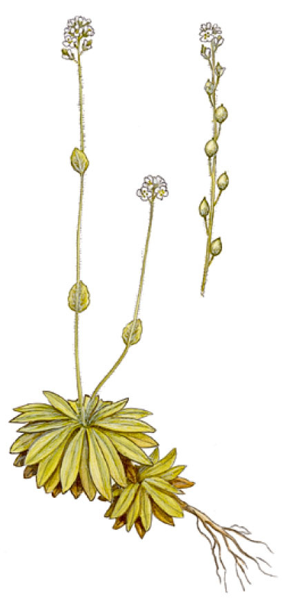 Крупка байкальская