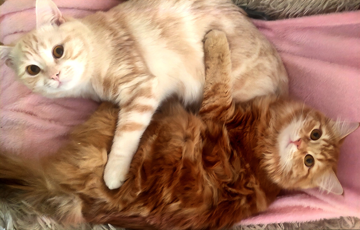 Вот они эти два красавчика... 