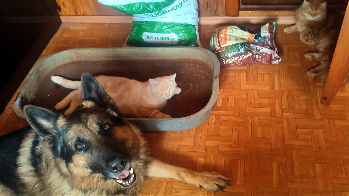 Вот она моя троица... Полна сил, энергии и задора, чтобы оказать посильную помощь... 