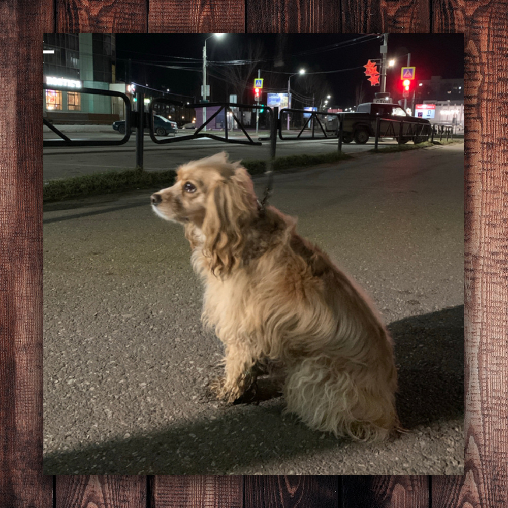 Вот их собачка