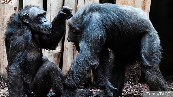     Фото: Zuma/ТАСС   
 Текст: Мария Иванова