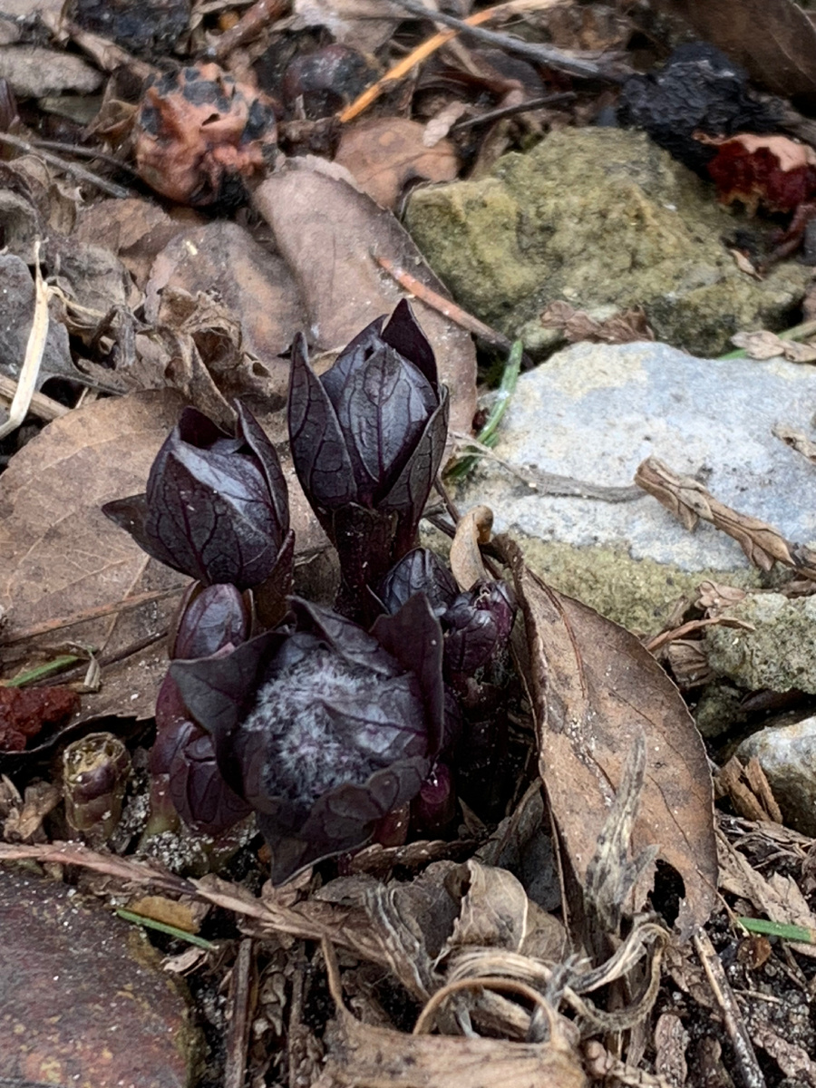 Физохлайна