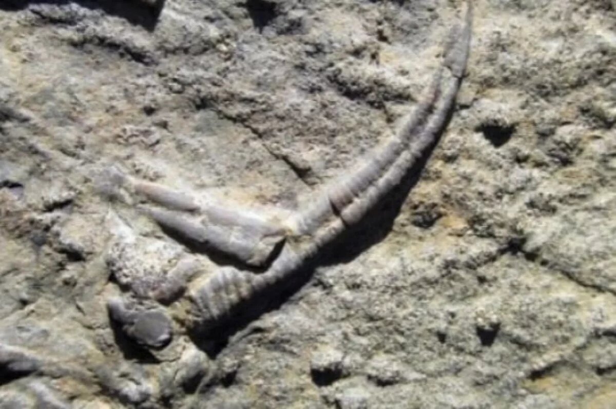    На берегу Симферопольского водохранилища нашли загадочные окаменелости