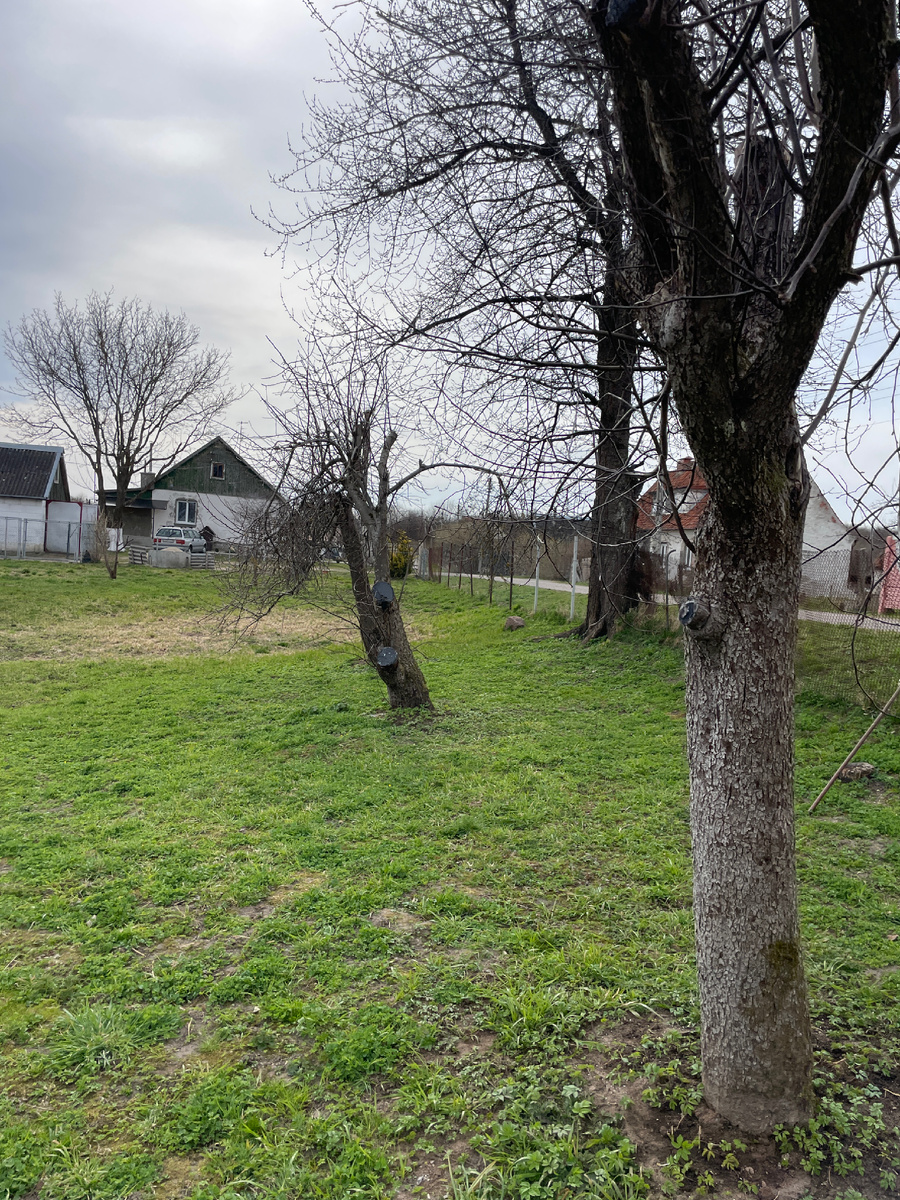 Участок, засеянный красным клевером 🍀