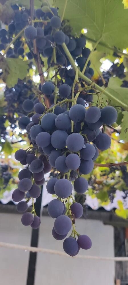 Осенний урожай Крыма