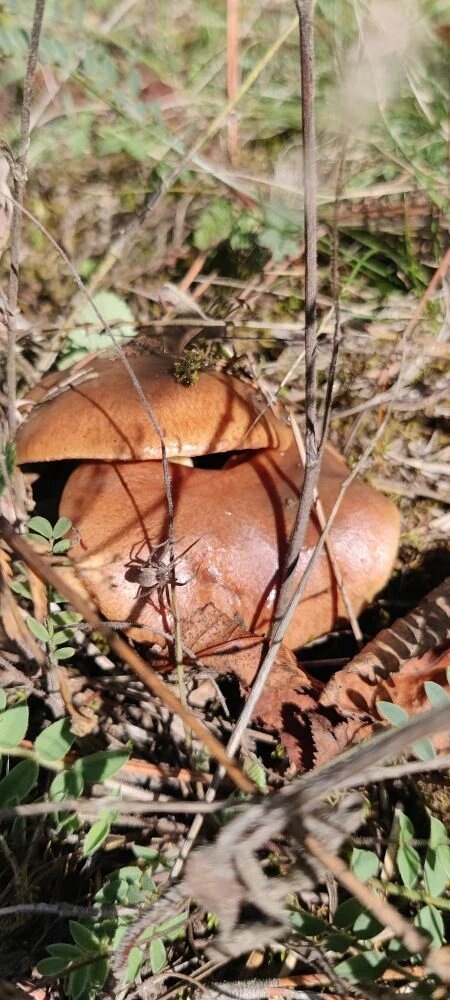 Маслята в селе Соловьёвка