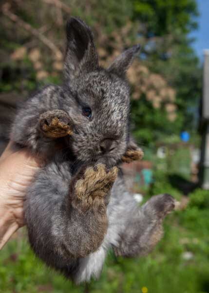 Маленький крольчонок железистого окраса