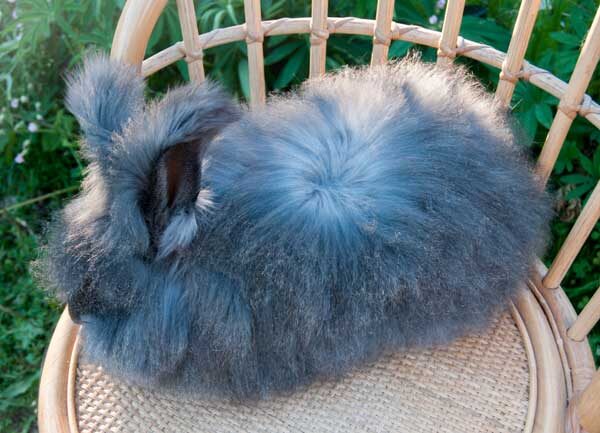 Взрослый кролик железистого окраса