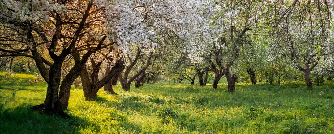 Цветущий сад под угрозой: как спасти урожай от апрельских заморозков
