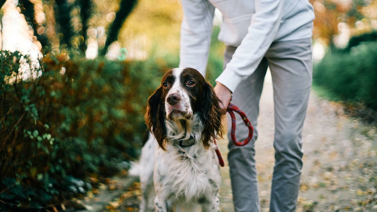    Период половой охоты требует от владельца кобеля особого внимания и знаний