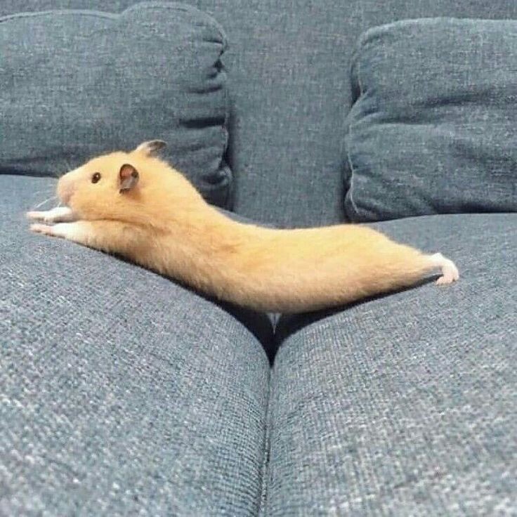 https://ru.pinterest.com/pin/hamster-take-rest-in-sofa-as-yoga-style--717761259372367379/