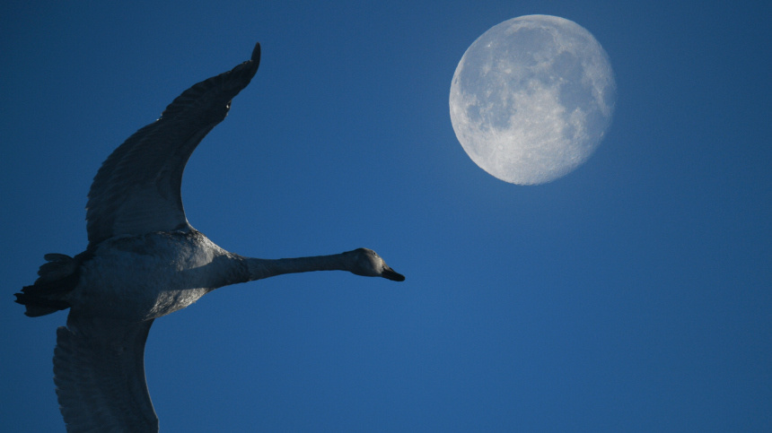    Фото: © РИА Новости/Владимир Вяткин; 5-tv.ru