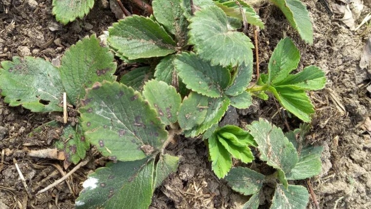 Занимаюсь клубникой весной в апреле. Обработка идет до чистки