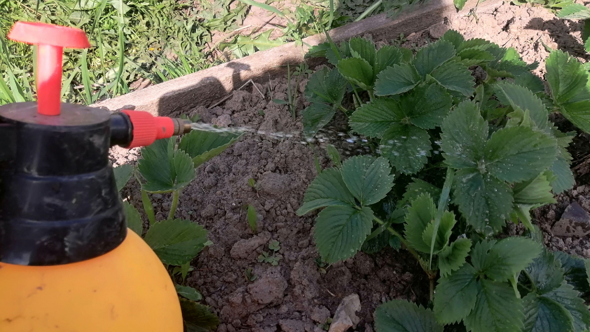 Обрабатываю не только кусты, но и почву в междурядьях — именно там зимует большая часть проблем