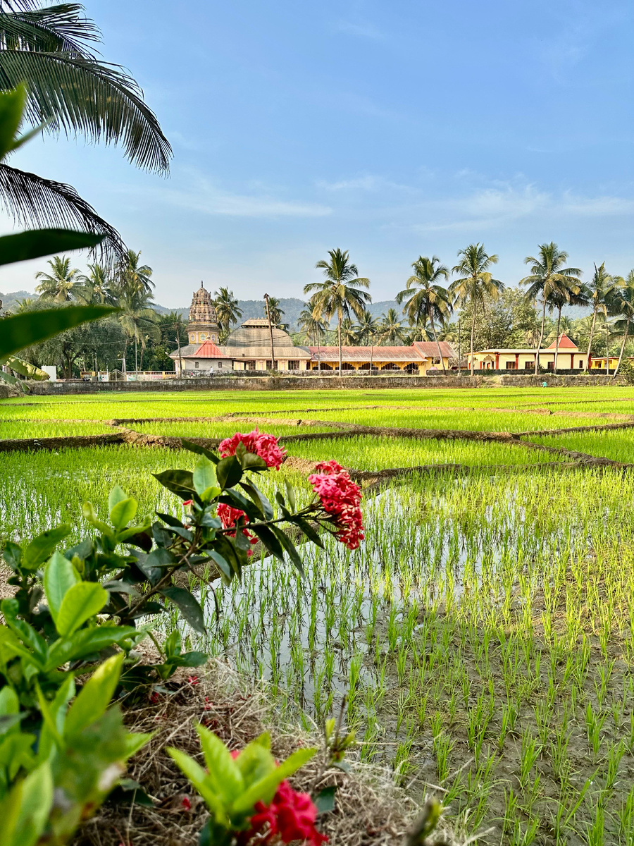 Январь в Южном Гоа