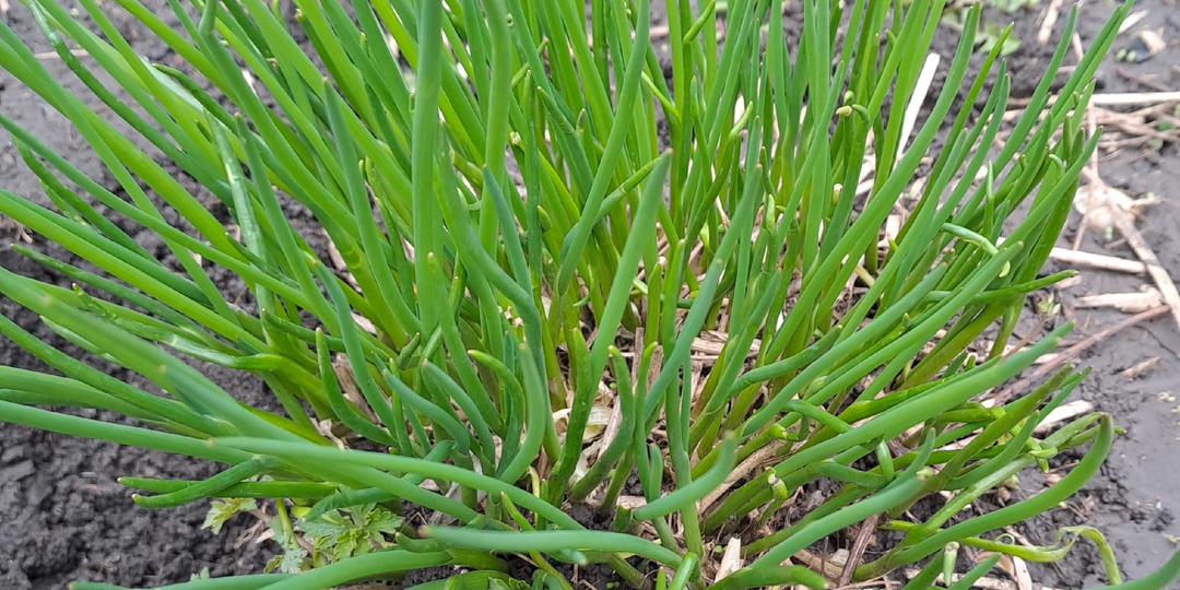 Шнитт-лук: украшение сада и защита урожая