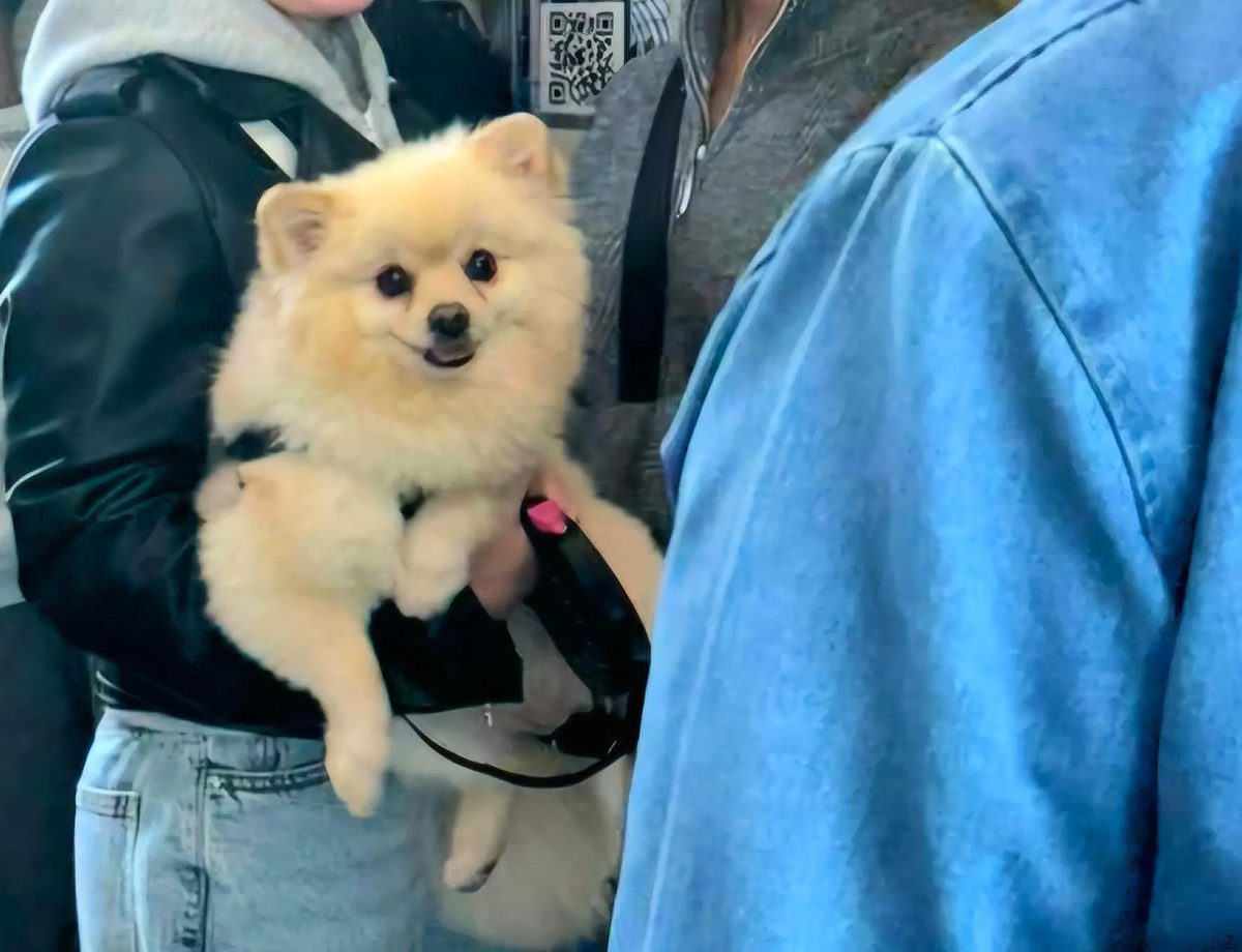 МУП «Метроэлектротранс»