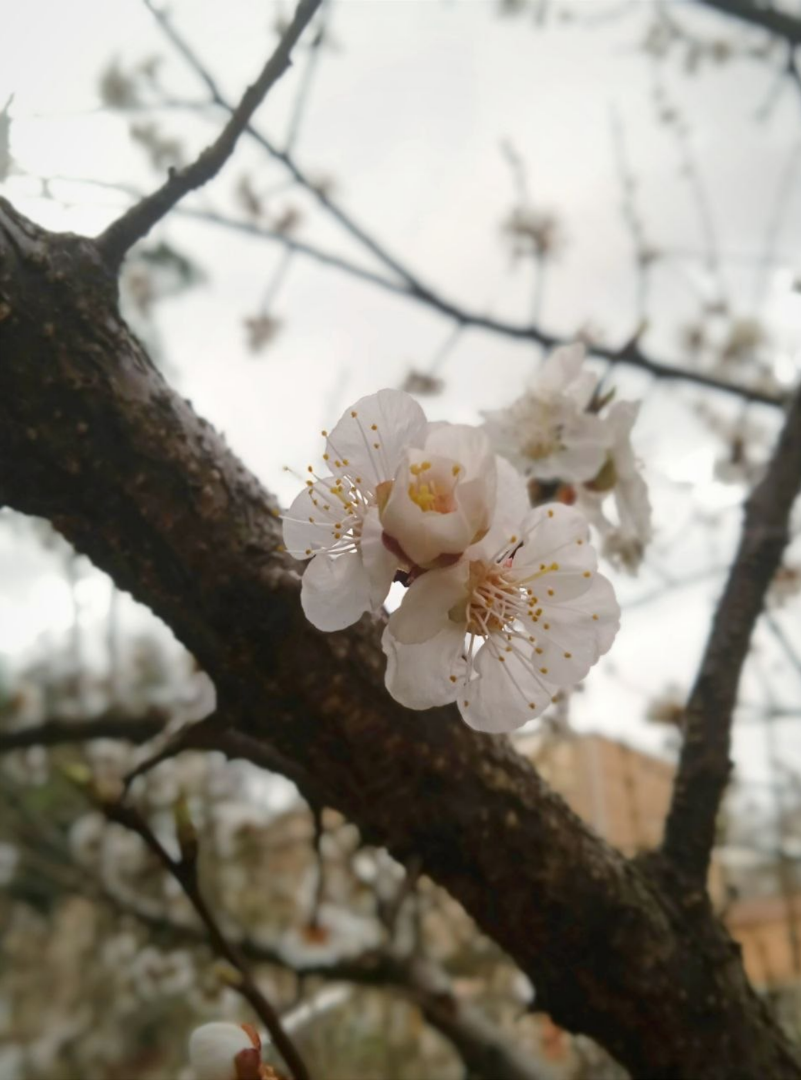 Пока до дома добралась, ещё три цветущих сливы увидела. Они первыми начинают, а за ними вот-вот и яблони, и груши подтянутся.