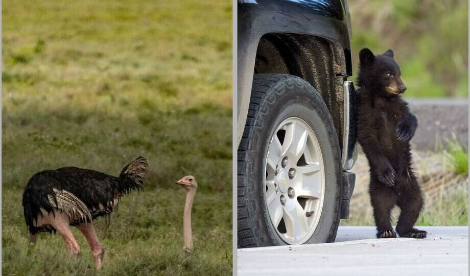 12 фотографий, доказывающих, что у животных есть чувство юмора