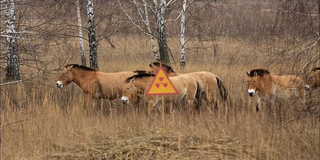 Чёрные лягушки и волки с иммунитетом к раку: как мутируют животные в Чернобыле?