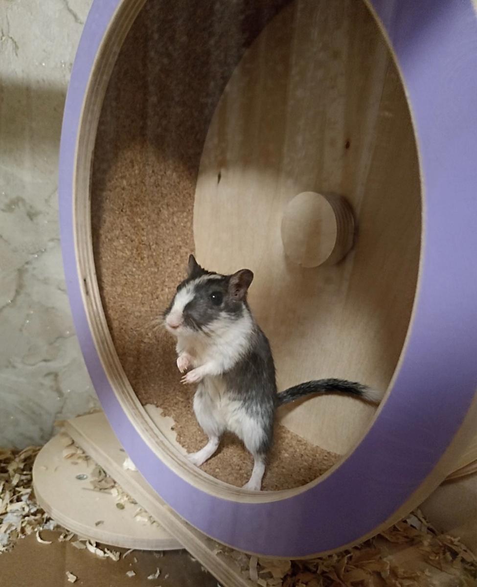 Милашка - песчанка.