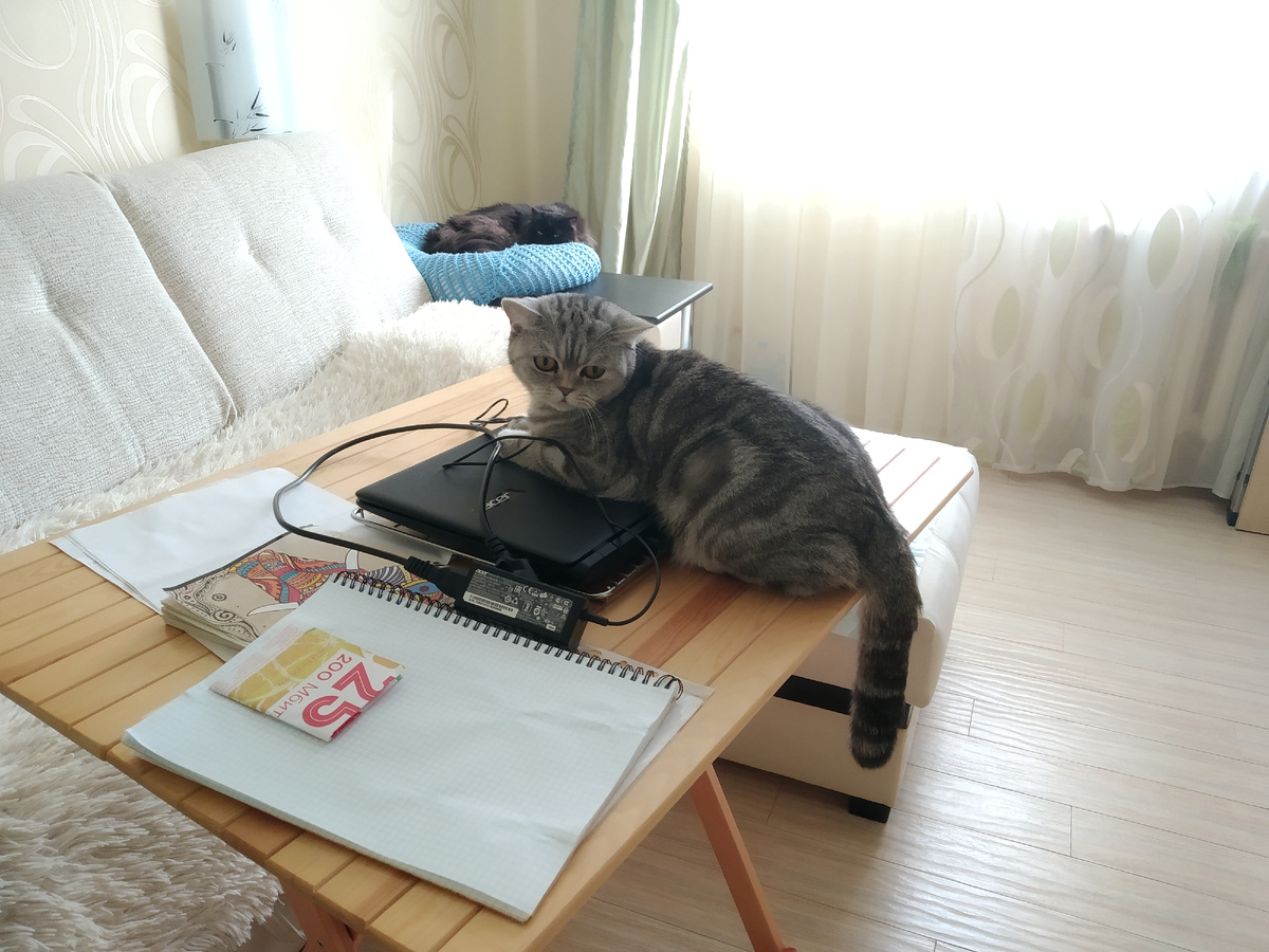 Буся на ноутбуке