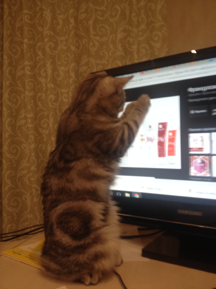 Буся обожает компьютр