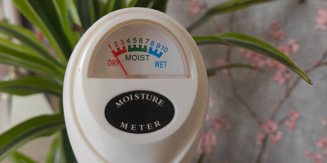 А жизнь-то налаживается. И у меня, и у растений