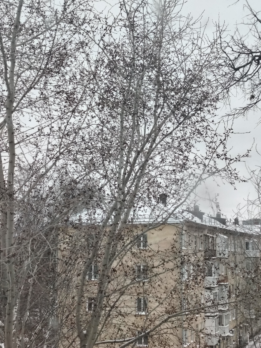 Плохо видно, но на тополе уже распускаются серёжки. Фото автора.