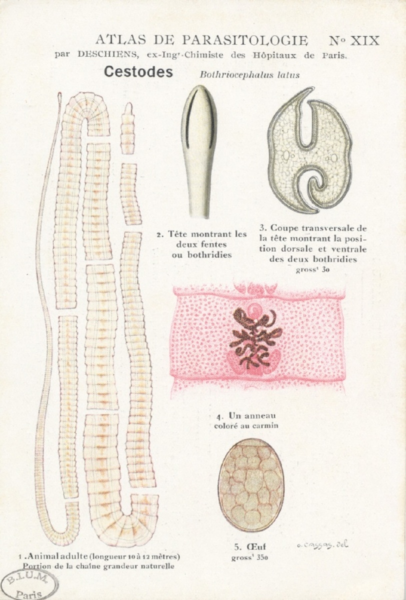    Фото: commons.wikimedia.org/w/index.php?curid=3121918