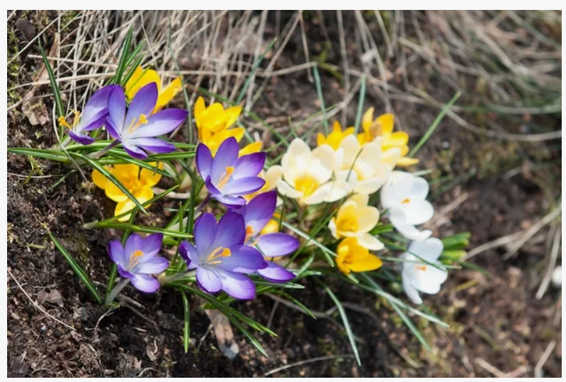 Крокусы весной
