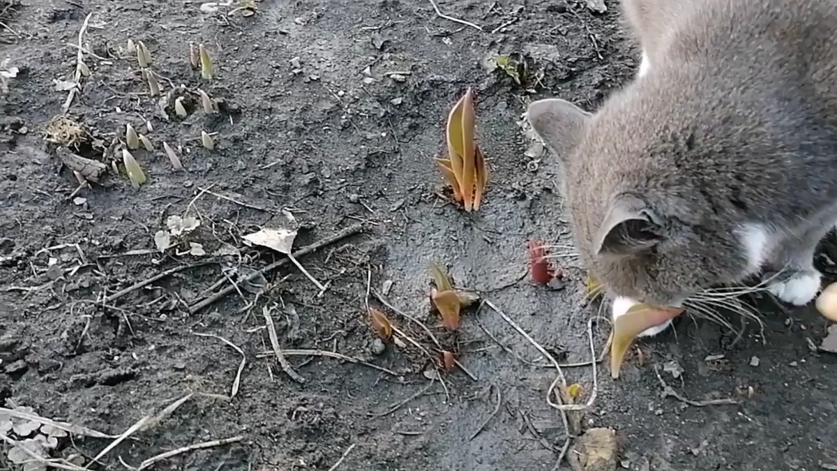 Кстати, всходы тюльпанов выдерживают до -5... -7, если идут заморозки лучше укрыть, фото атвора - Коша и тюльпаны