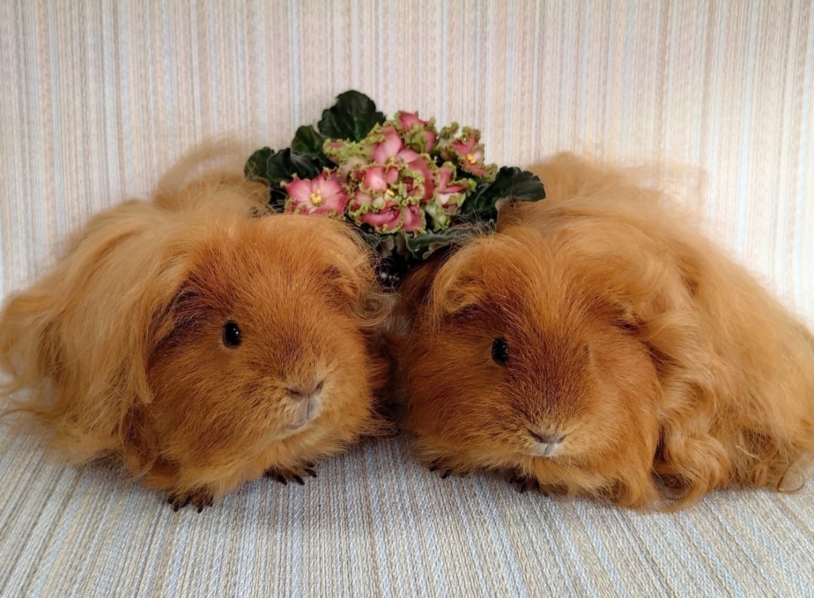 Морские свинки.