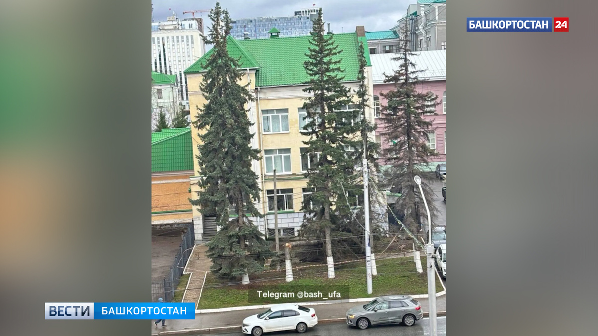    В Уфе на улице Цюрупы упала ель