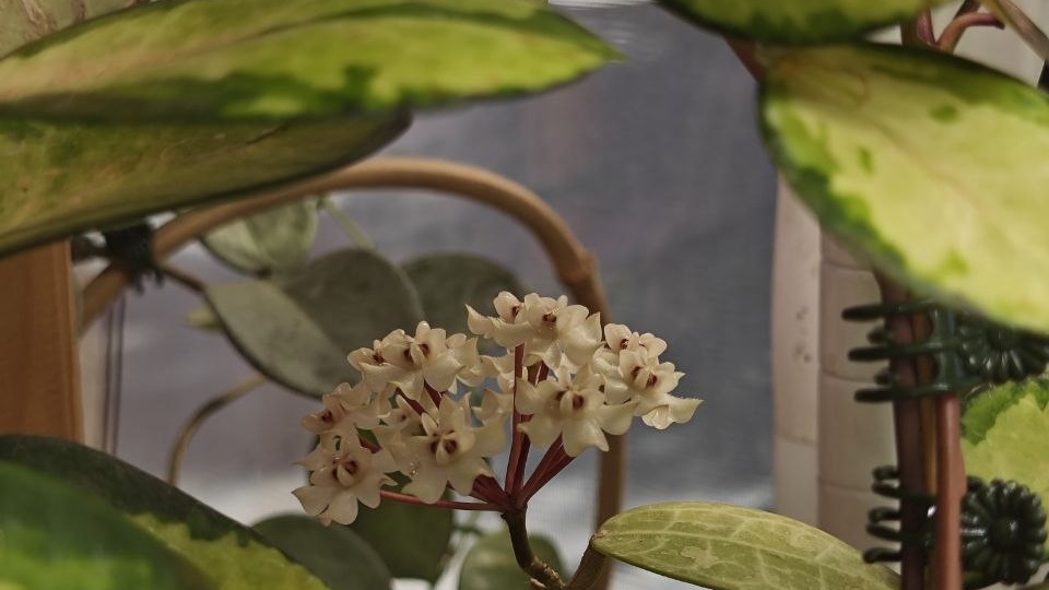 А на окошке снова весна