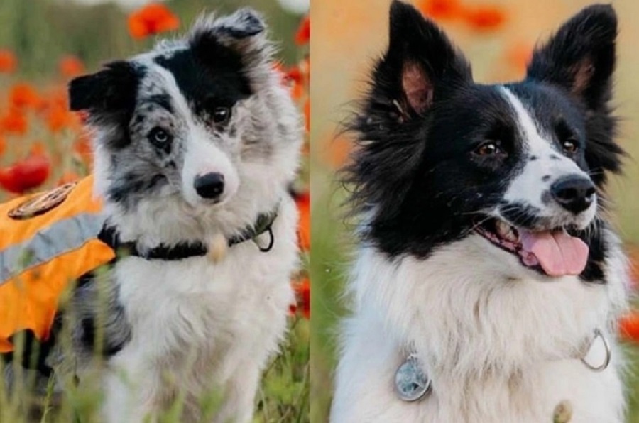 Фото: "Лиза Алерт"