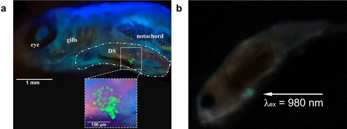    Свечение частиц полученного каркаса в желудке рыбы данио-рерио / © Xiaolin Yu et al. / Journal of the American Chemical Society, 2026