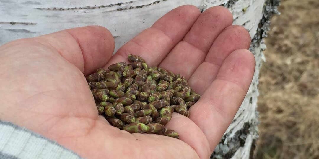 Березовые почки: маленькая весенняя капсула большого здоровья