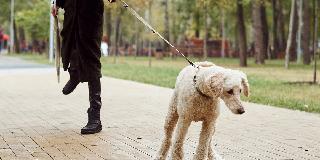 Почему тянуть поводок — это логично для собаки